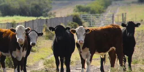 Mundo Hierro Website